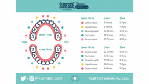 Baby Teething Chart