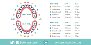 toddler teeth chart