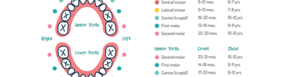 baby-teeth-chart - Surfside Kids Dental and Orthodontics | Pediatric ...