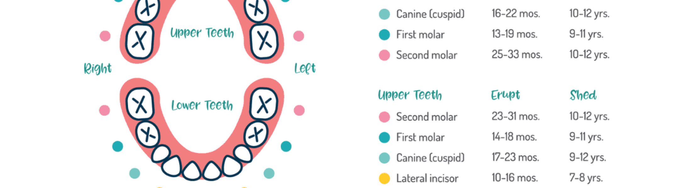 toddler-teeth-chart - Surfside Kids Dental and Orthodontics | Pediatric